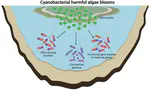 Uncovering the Interplays between Cyanobacterial Blooms and Antibiotic Resistance Genes